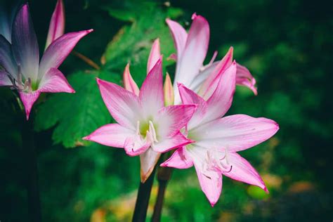 bare naked lady plant|8 Different Types of Naked Lady Flowers To Cheer Up Your Garden